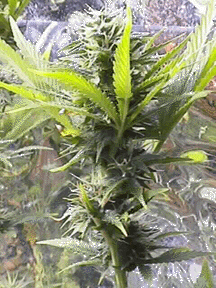 weed.gif
